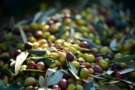 Olivenöle sind wieder da!