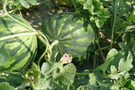 Wassermelonen-Ernte in der Lüneburger Heide