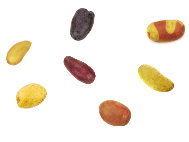 Kartoffel Mix, Exotic, bunte Kartoffeln