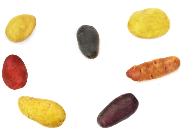 Kartoffel Mix, Feinschmecker, bunte Kartoffeln
