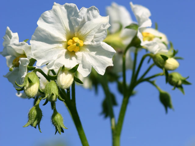 Ackersegen, Kartoffelbluete