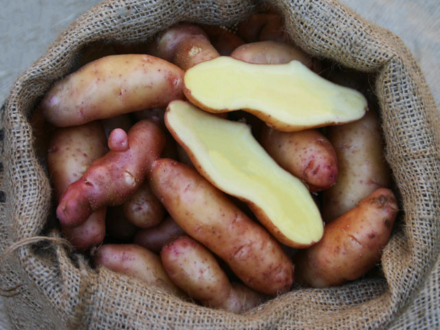Angeliter Tannenzapfen, Bio-Kartoffel