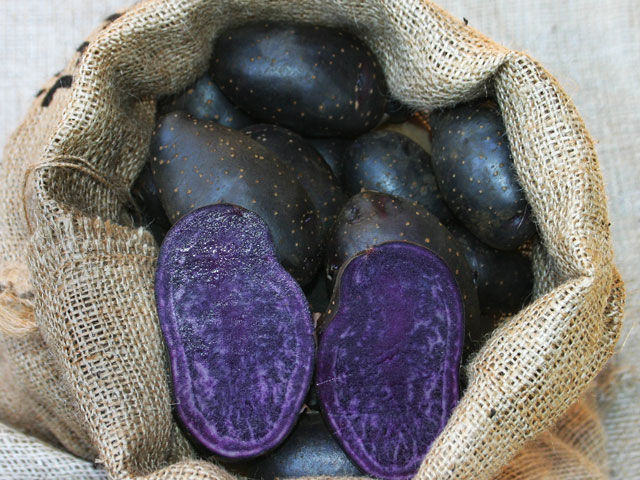 Blaue Anneliese, Bio-Kartoffel