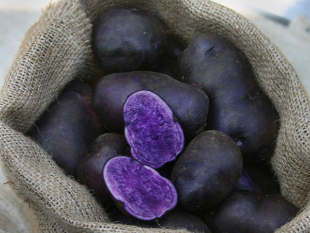 Blauer Schwede, Bio-Kartoffel