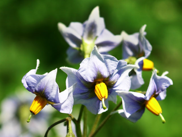 Blauer Schwede Pflanzkartoffel Blüte