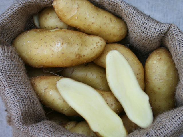 La Ratte, Bio-Kartoffel