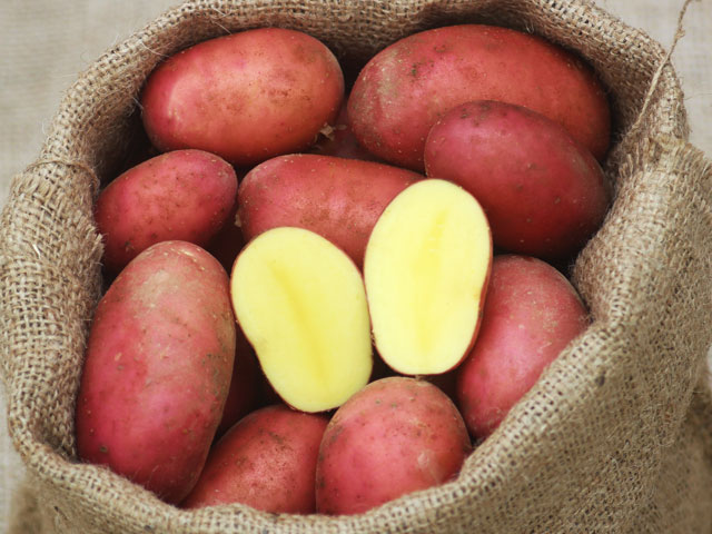 Laura, Bio-Kartoffel