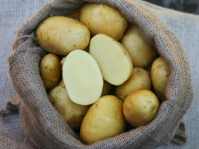 Linda, Bio-Kartoffel