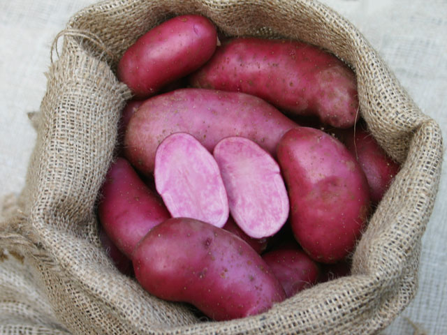 Rote Emmalie Kartoffel Bio