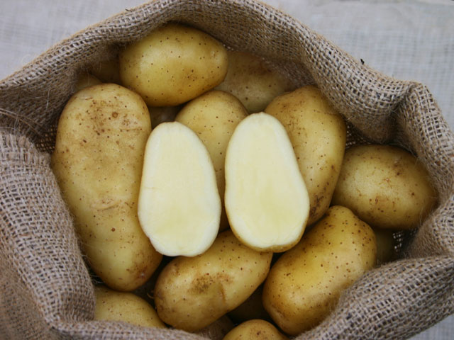Sieglinde Kartoffel Bio