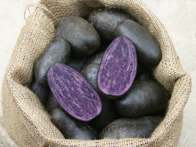 Violetta, Bio-Kartoffel