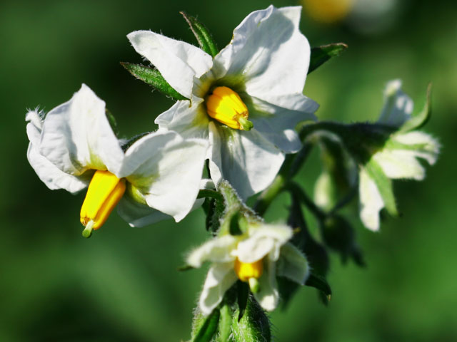 Rosa-Tannenzapfen, Kartoffelbluete