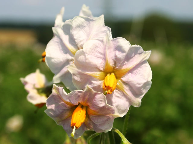 Rote Emmalie Blüte Bio