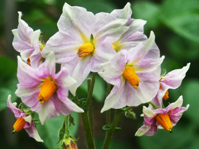 Kartoffelblüte Rote Oberpfälzer