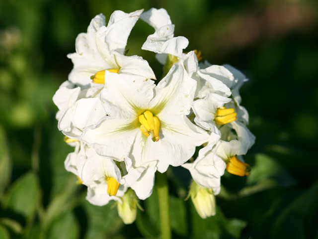 Sieglinde, Kartoffelblüte