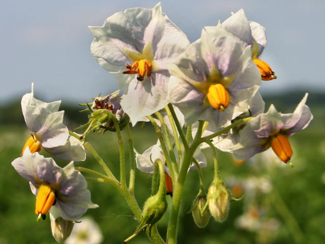 Violetta Kartoffelblüte