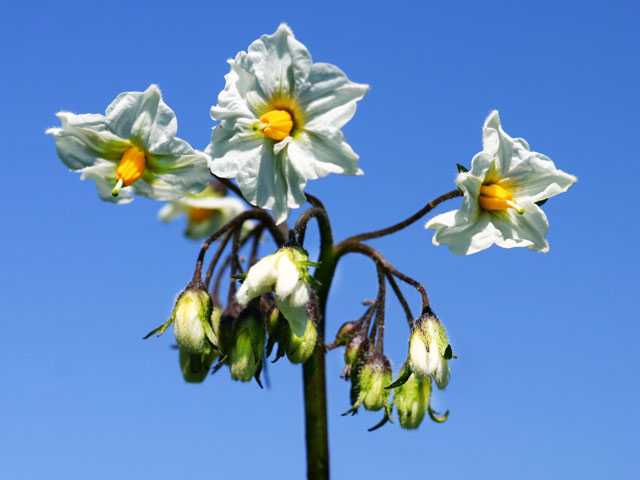 Pflanzkartoffel Puikula Blüte