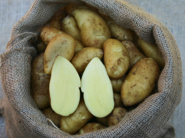 Pflanzkartoffel Mandelkartoffel