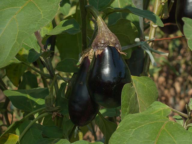 Bio Aubergine Pflanze