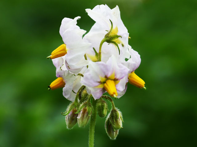 Augsburger Gold Blüte Speisekartoffel