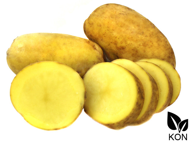 Pflanzkartoffeln, unbehandelt &amp;#39;Bintje&amp;#39; | Kartoffelvielfalt.de