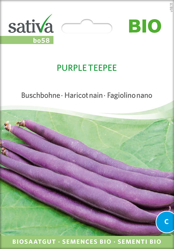Buschbohne - Purple Teepee