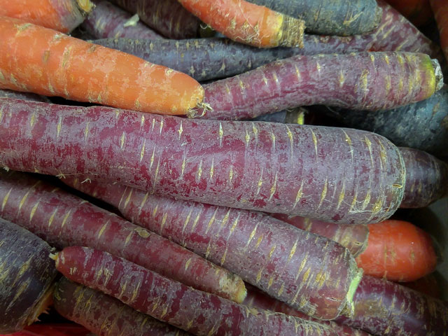 Möhren (violett)