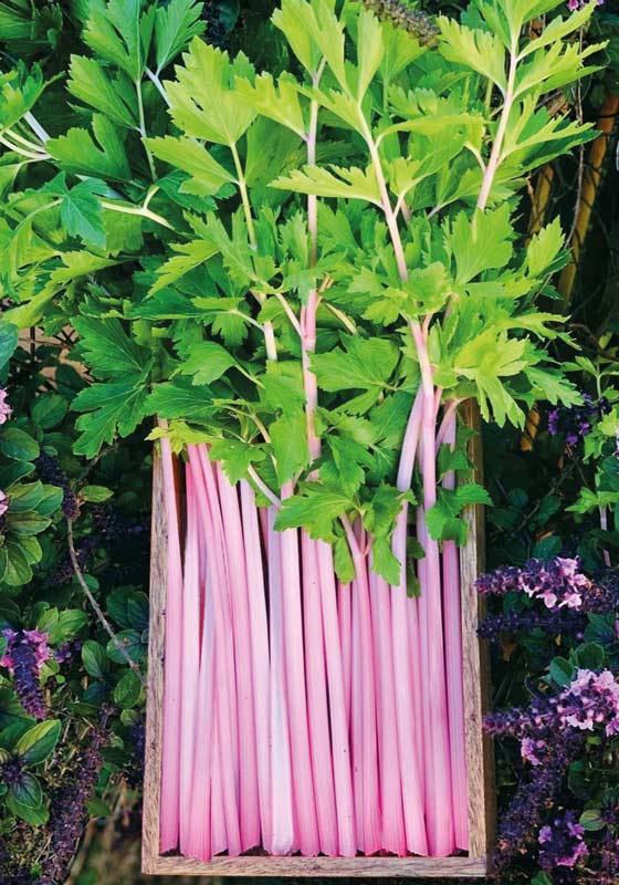 Stangensellerie - Chinese Pink Celery