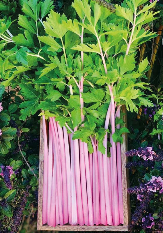 Bio-Saatgut &amp;#39;Stangensellerie - Chinese Pink Celery&amp;#39; | Kartoffelvielfalt.de