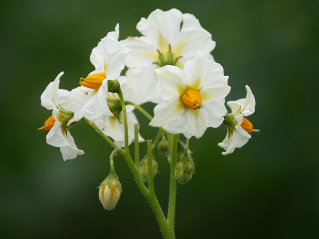 Kartoffelblüte Sorte Cilena