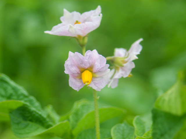 Corine Speisekartoffel Blüte