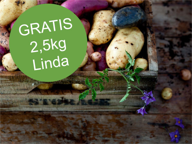 Bunte Speisekartoffeln