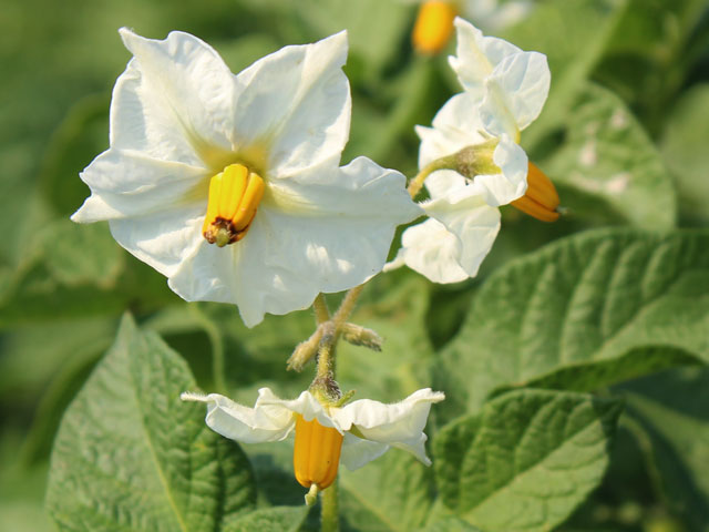 Friesländer Blüte Speisekartoffel