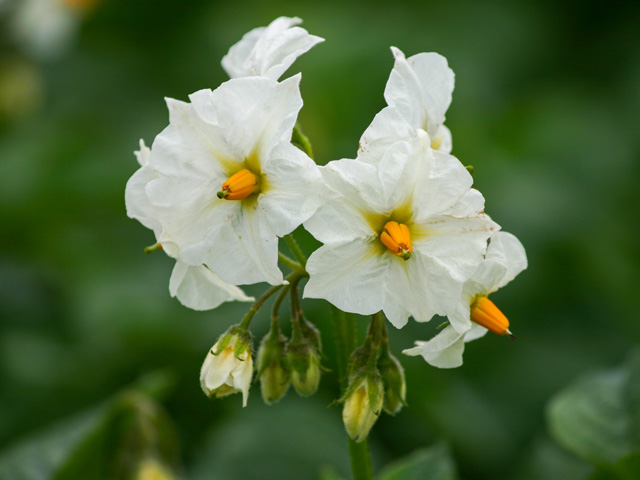 Hansa Kartoffelblüte