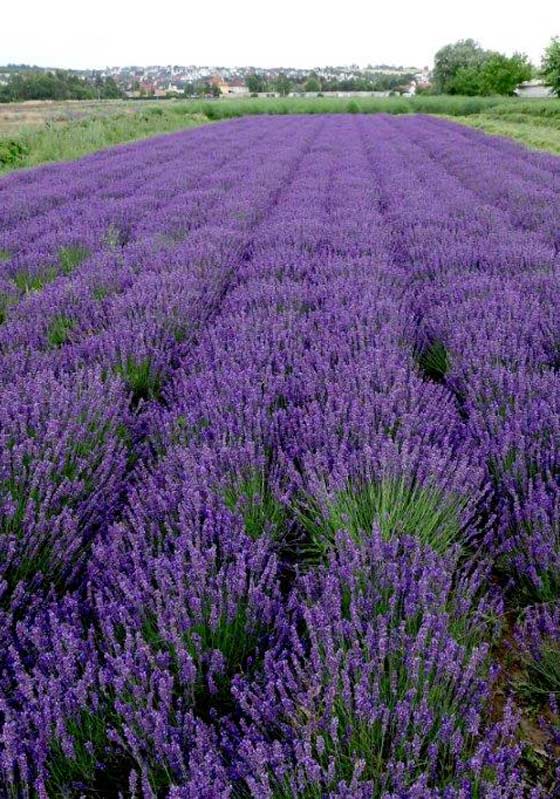 Lavendel - Hidcote Blue