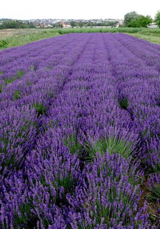 Lavendel Hidcote Blue