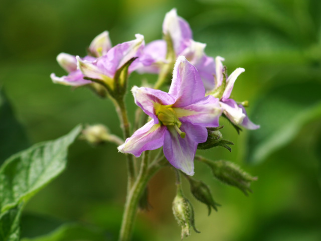 Bio-Pflanzkartoffeln &amp;#39;King Edward&amp;#39; | Kartoffelvielfalt.de