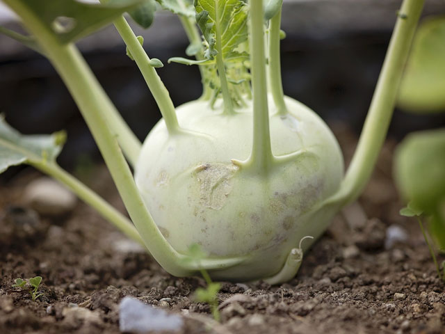 Kohlrabi biologisch