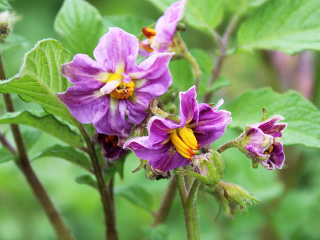 Mayan Rose Kartoffelblüte