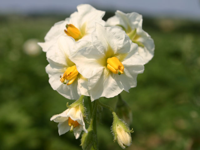 Rosemarie Blüte Speisekartoffel