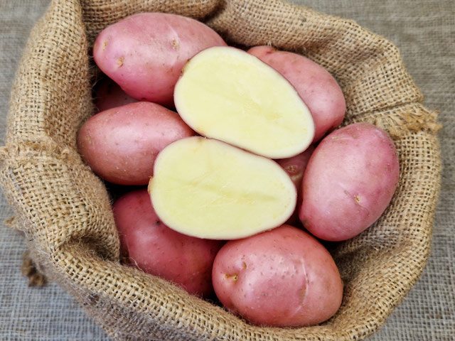 Kartoffel Rote Oberpfälzer