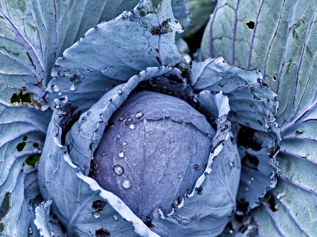 Bio-Gemüse &amp;#39;Rotkohl&amp;#39; | Kartoffelvielfalt.de