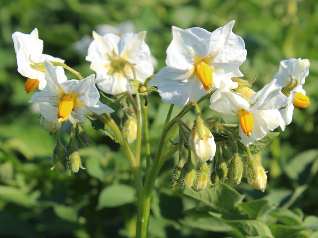 Russische Schwarze Kartoffelblüte