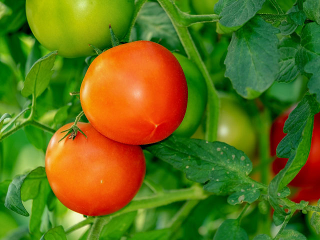 Strauchtomaten