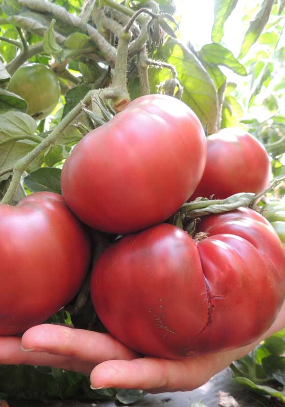 Tomate - Tschernij Prinz