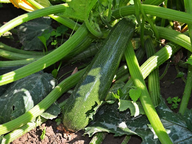 Zucchini-Pflanze bio