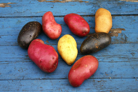 Regionale Kartoffeln gefragt - Gute Ernte, Absatz gestiegen