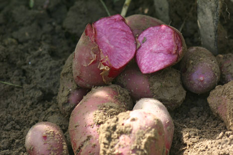 Regional ist das neue Bio bei Kartoffeln